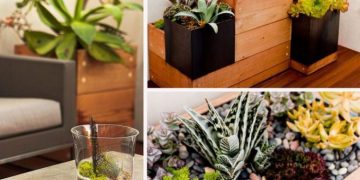 Biljke u interijerima